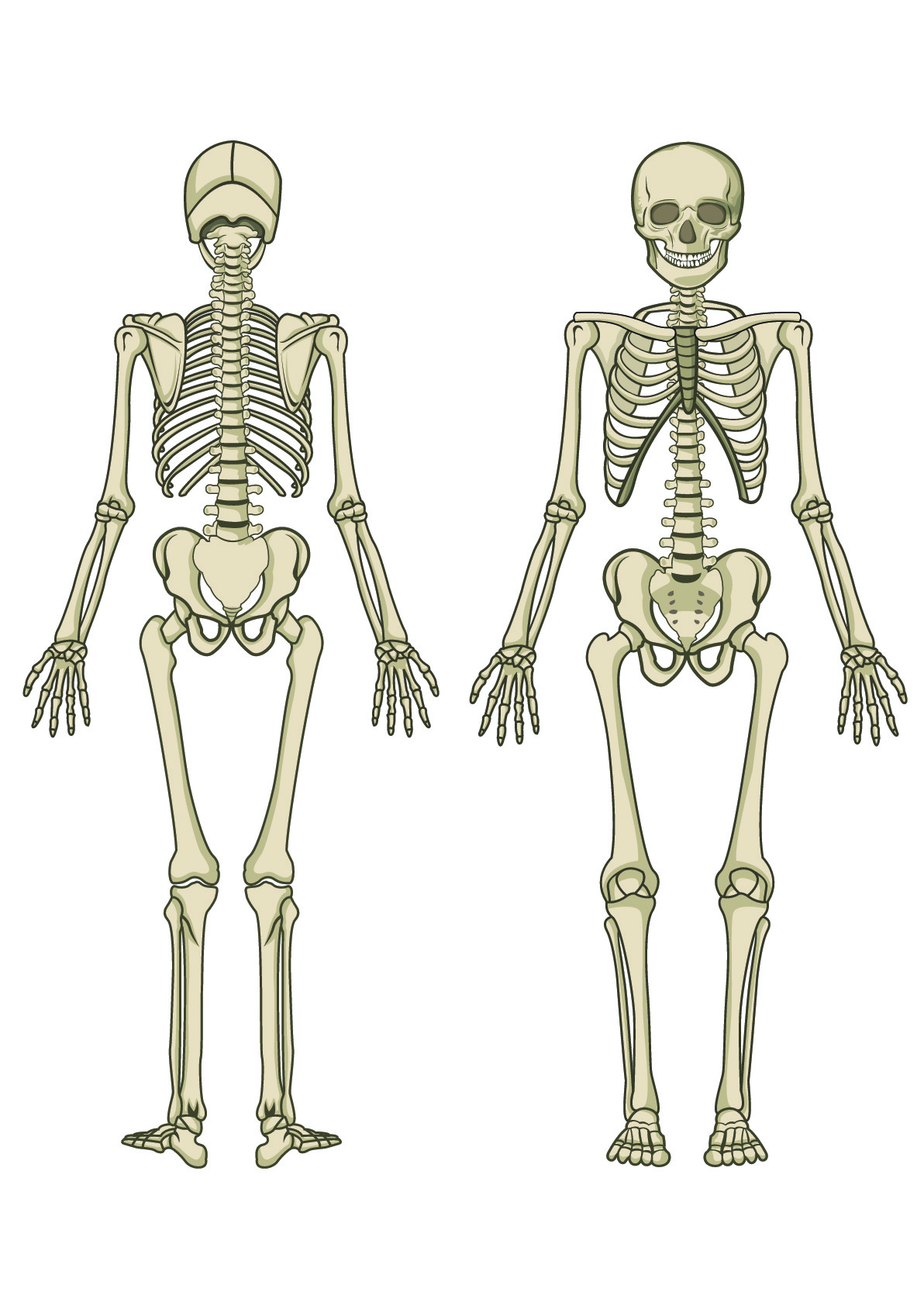 Human skeleton